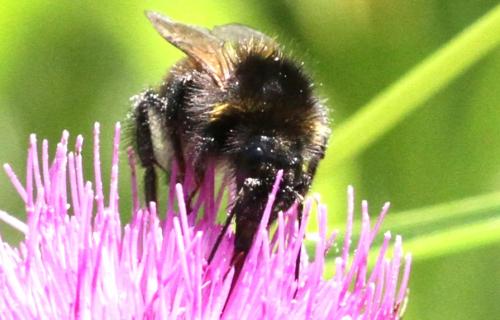 Bombus hortorum